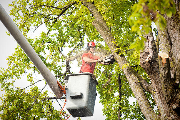 Trusted Johns Creek, GA Tree Removal Services Experts